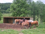 Ferme Equestre de Polytrait