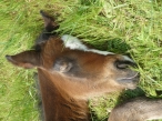 Devis Ecole équitation