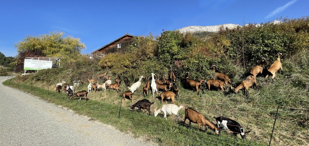 Nos animaux